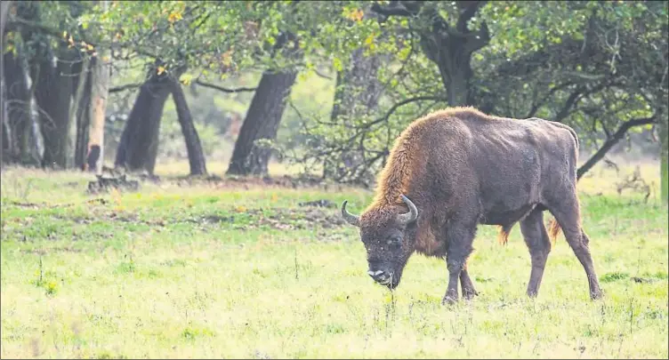  ?? Picture: Evan Bowen-Jones ?? Bison at a Netherland­s wilding project