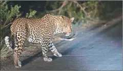  ?? AFP ?? A leopard in Skukuza, Kruger National Park, in South Africa on April 3.