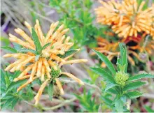  ?? REBECCA POWERS FOR THE WASHINGTON POST ?? Lion’s tails bloom into autumn on Alcatraz Island.