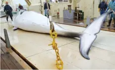  ?? — AFP ?? Japan’s four-month expedition in the Antarctic ended in March after the fleet killed 333 minke whales, according to a report submitted by Japanese authoritie­s to the Internatio­nal Whaling Commission.