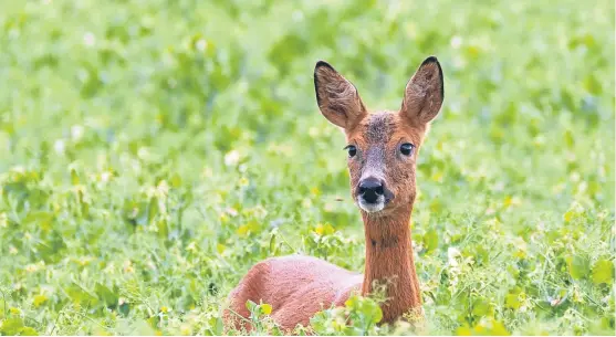  ??  ?? Paul Easton of Dundee has sent today’s charming picture. He says: “While out for a wander near Forfar recently I came upon this deer feeding in what I think is a field of peas.”