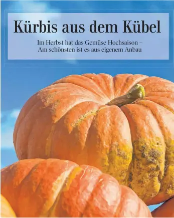  ?? FOTO: JENS SCHIERENBE­CK ?? Die orangenen Riesen sind im Herbst ein toller Hingucker im Beet – und nach der Ernte auch als Dekoration.