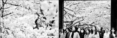 ?? — AFP photos ?? (Left) Taking a photograph of cherry blossoms in full bloom in Tokyo. Even artificial intelligen­ce is being used to forecast when the blooms would arrive. • (Right) Visitors walk past cherry blossoms in full bloom in Tokyo.