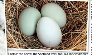  ?? ?? Cock o’ the north: The Shetland fowl, top, is a species known for its green eggs, above. Left: Tappit (tufted) Shetland hen