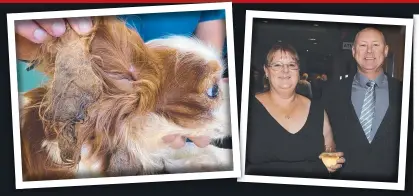 ?? ?? Vets examined 16 Cavalier King Charles dogs owned by Simon and Joanne Griggs (above) and found their conditiona­l was extremely poor.
