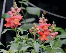  ?? JULIA ATKINSONDU­NN ?? From far left: Delicate thalictrum buds, scabiosa set to burst forth, and snapdragon buds sit atop the blooms.