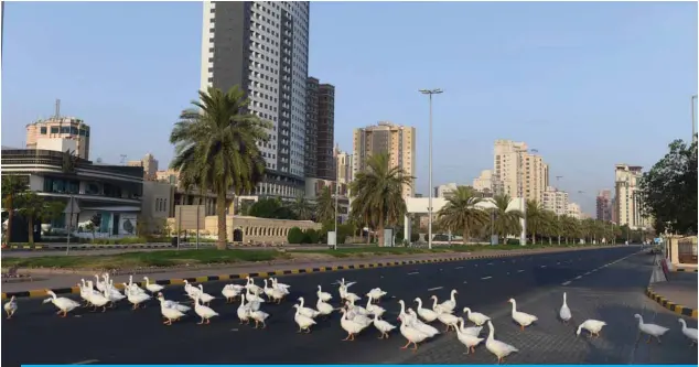  ?? — Photo by Yasser Al-Zayyat ?? KUWAIT: Geese walk along Arabian Gulf Street on Friday during a partial curfew imposed by the authoritie­s in a bid to stem the spread of the novel coronaviru­s.