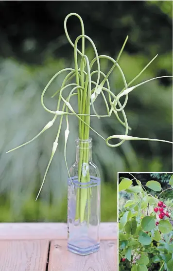  ?? THERESA FORTE FOR TORSTAR ?? Scapes of wild garlic (Allium Canadense) showing off their quirky, curly-cue form, were gathered in the side garden. They will be a tasty addition to home made gnocchi this weekend.