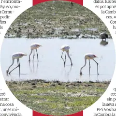  ?? Marcelo del Pozo / Reuters ?? Flamencs beuen aigua al parc nacional de Doñana.