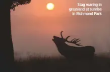  ??  ?? Stag roaring in grassland at sunrise in Richmond Park