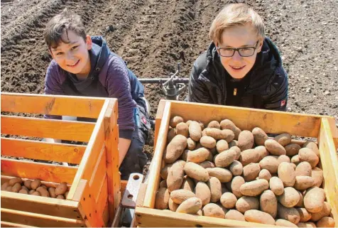  ?? Fotos: Bärbel Schoen ?? Moritz Hiesinger (rechts) und sein Freund Lukas sitzen hinten am Bulldog und legen mit der halbautoma­tischen Vorrichtun­g die Saatkartof­feln. Die beiden helfen Buttenwie sens Gemeindera­t Richard Hiesinger beim Eigenanbau der leckeren Knolle.