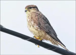  ?? PHOTO BY BRUCE MCTAVISH ?? Note the little moustache stripe that is a key mark for separating a merlin from the similar looking sharp-shinned hawk.