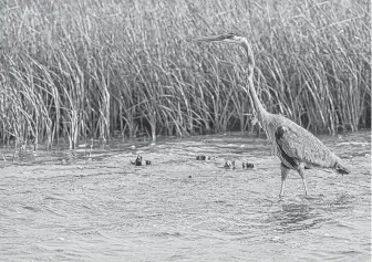  ?? Photos by Kathy Adams Clark / KAC Production­s ?? Houston Audubon Society seeks your nomination for the “Bird of Houston.” Should it be the great blue heron that lives in area bayous and waterways?