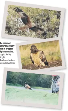  ??  ?? The bearded vulture normally lives in crags in high mountains. Top pic: Hedley Wright Middle and bottom pics: Ashley James