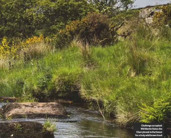  ??  ?? Challenge accepted: Will Martin fishes the Cherrybroo­k in Dartmoor for a truly wild brown trout