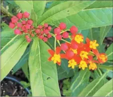  ?? PAMELA BAXTER — FOR DIGITAL FIRST MEDIA ?? This beautiful butterfly weed attracts monarchs and other pollinator­s.