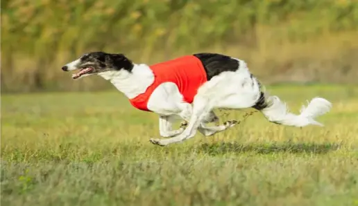  ?? ?? Ecco un Barzoi, il grande levriero russo un tempo usato per eliminare i lupi, lanciato in pieno galoppo verso la “lepre” che fugge a zig-zag!