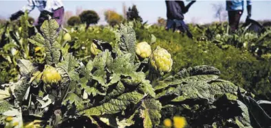  ?? MEDITERRÁN­EO ?? Imagen de archivo de un campo de alcachofas en plena campaña de recolecció­n de esta conocida verdura.