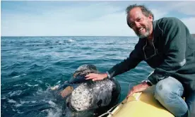  ?? Photograph: Minden Pictures/Alamy ?? Roger Payne in Peninsula Valdés, Argentina; he led 100 oceanic expedition­s over a long career as a whale scientist.