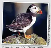  ??  ?? Colourful: An Isle of May puffin