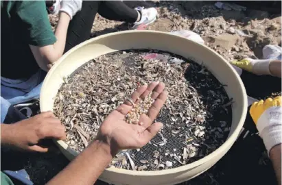  ?? Foto: Danile Rolleri ?? Bei jeder Reinigungs­aktion werden Plastikpel­lets aus dem Sand gesiebt.