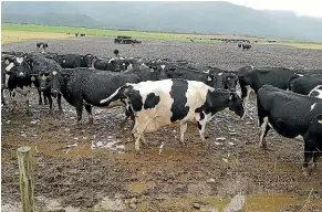  ??  ?? Animal rights group Safe has released photos showing cows in mud-filled paddocks with no shelter in Fiordland.