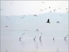  ?? AP PHOTO/MARCIO JOSE SANCHEZ ?? Birds take flight in the Salton Sea on the Sonny Bono Salton Sea National Wildlife Refuge in 2021 in Calipatria, Calif.