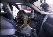  ?? CHARLES KRUPA — THE OAKLAND PRESS ?? In this photo Massachuse­tts State Police K-9, Maximus, searches a car for drugs with Trooper Brian Bonia, left, during a training session in Revere, Mass.