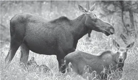  ??  ?? Moose are struggling in the forests of Maine and New Hampshire. JIM COLE/AP