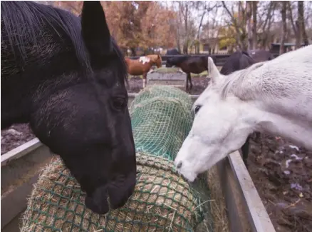  ??  ?? In addition to slowing down eating, netting hay helps prevent wastage and trampling.