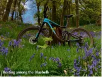  ??  ?? Resting among the Bluebells