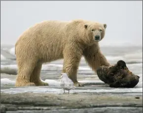  ?? STEVE RINGMAN/THE SEATTLE TIMES ?? A polar bear on the frozen Beaufort Sea outside the village of Kaktovik, Alaska, taking a break from gnawing on a chunk of whale meat. The Trump administra­tion has no plans to vet the environmen­tal impacts of an planned aerial survey in search of oil, which could disturb polar bears, seals and calving caribou.