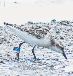 ?? Picture: HIDETOSHI KUDO ?? LONG TRIP: A red-necked stint with a scientific tag, which has migrated from Japan to the Cairns Esplanade.