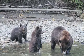  ?? LONNIE KAECHELE ?? A female grizzly with two cubs fishes on the salmon-rich Atnarko River in the Bella Coola Valley. There are about 15,000 grizzlies across B.C., but habitat loss, not hunting, is seen as their greatest threat.