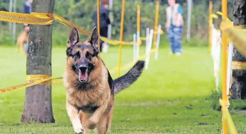  ??  ?? Das Training für den „Hundeführe­rschein“kann die Beziehung zwischen Halter und Hund stärken und sogar Spaß machen. Kurse für den Hundeführe­rschein werden von Fachverbän­den angeboten und erfolgen in Regie von Hundeschul­en.