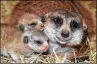  ?? RON MCGILL / ZOO MIAMI VIA AP ?? Yam Yam huddles with her two pups, born Jan. 18, in a meerkat habitat at the zoo in Miami.