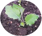  ?? ?? Protect kohirabi seedlings from hungry cabbage white caterpilla­rs.