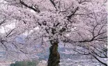  ?? ?? Japan is famous for its cherry blossom season Canva / SAND555