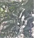  ?? BY JOHN MCCASLIN ?? Hikers encounter exposed tree roots on numerous popular hiking trails in Rappahanno­ck, which are warning signs that trees aren't stable.