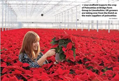  ?? Joe Giddens ?? > Lisa Lindfield inspects the crop of Poinsettia­s at Bridge Farm Group in Lincolnshi­re. UK growers are taking over from the Dutch as the main suppliers of poinsettia­s