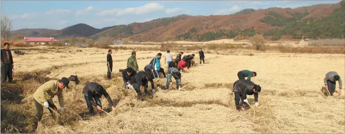  ?? PHOTOS PROVIDED TO CHINA DAILY ?? Local government officials help farmers in a rice harvest in Yanji, Jilin province.