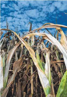  ?? FOTO: DPA ?? Vertrockne­te Maispflanz­en: Der Bauernverb­and fordert angesichts der Ernteausfä­lle staatliche Hilfen, und zwar sofort.