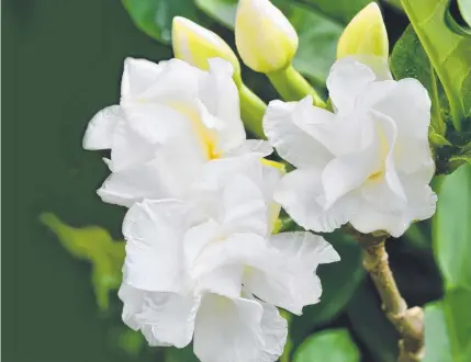  ??  ?? BLOOMING LOVELY: Growing gardenias can be tricky but worth the wait when they flower.