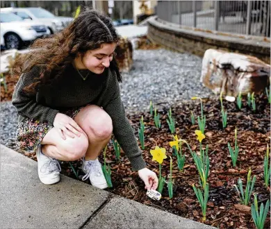  ?? PHOTOS BY JASON GETZ/JASON.GETZ@AJC.COM ?? Pope High School student Hannah Green places a stone next to daffodils in bloom outside of Pope High School, along with Jew Crew President Rachel Green and Key Club President Hannah Foster, who organized the project. The flowers represent children who died during the Holocaust.