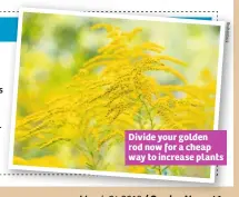  ??  ?? Divide your golden rod now for a cheap way to increase plants