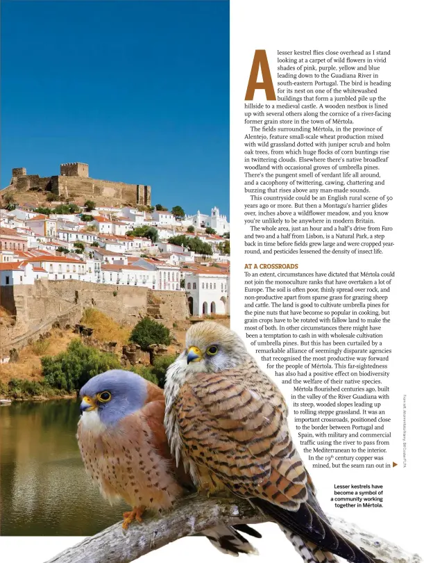  ??  ?? Lesser kestrels have become a symbol of a community working together in Mértola.