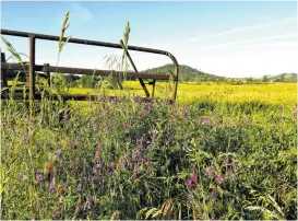  ?? Mark Boster / Los Angeles Times ?? Fields of tall grass and wildflower­s greet motorists traveling on California Highway 120 in search of Mark Twain’s haunts.