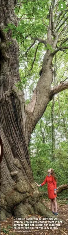  ??  ?? De dikste boom van de provincie Antwerpen, een Kastanjebo­om, staat in het domein rond het kasteel van Blaasveld en heeft een omtrek van 8,22 meter. FOTO JORIS HERREGODS 1