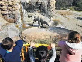  ?? Christina House Los Angeles Times ?? CHILDREN watch Billy the elephant Wednesday at the Los Angeles Zoo. Animal rights activists say the 32-year-old’s well-being would be improved on a preserve.