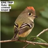  ?? ?? EPIC TRIP Rubycrowne­d kinglet